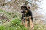 BERGER ALLEMAND 1091